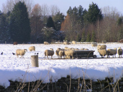 Sheep in the snow Burford