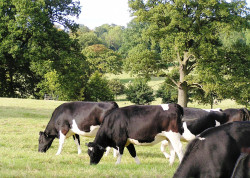 Cattle in the field Daylesford