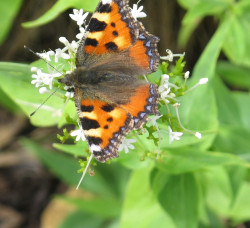 Tortoiseshell butterfly Culls Cottage