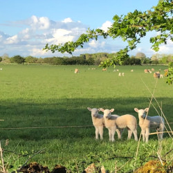 Lamb Triplets Shilton
