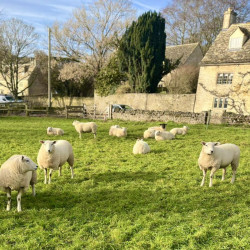Sheep at Shilton