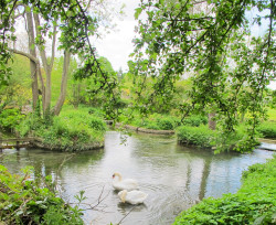 Swans at Southrop