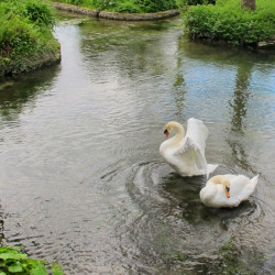 Swans at Southrop