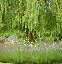 Culls mini meadow