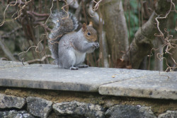 Squirrel