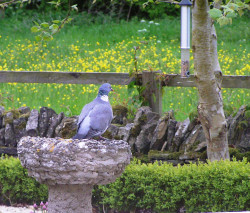 Pigeon at the chestnuts