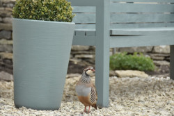 Partridge in The Chestnuts garden