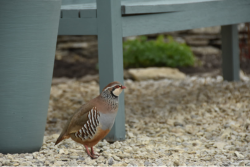 Partridge in the garden