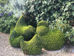 Box chickens Bourton House gardens