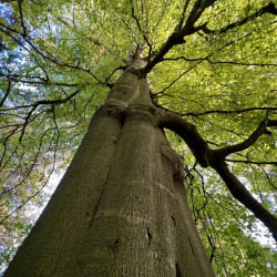Tree canopy
