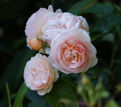 David Austin Roses at Culls cottage