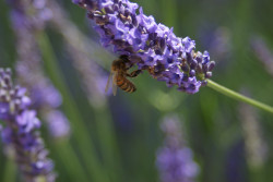Lavender and bee