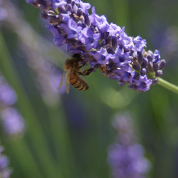 Lavender and bee