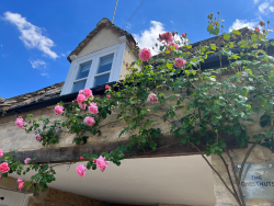 The Chestnuts roses