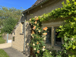 David Austin roses around the front door at Culls Cottage