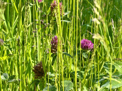 Clover in the meadow
