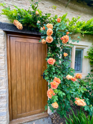 Roses around Culls front door