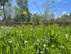 Chestnuts meadow