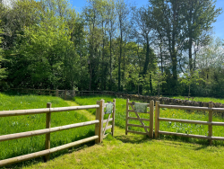Chestnuts meadow