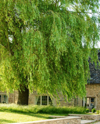 Culls Cottage Willow Tree