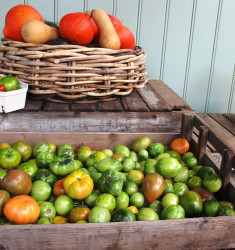Autumnal fruit