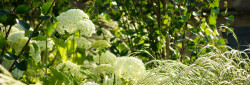 Culls Cottage white garden