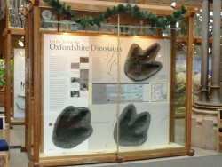 Dinosaur footprints