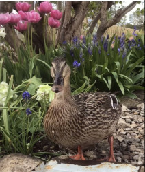 Mallard duckin the garden