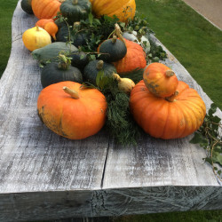 Autumn pumpkins