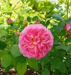 Rose