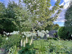 Culls Cottage white garden