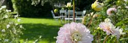 Dahlias at Culls Cottage