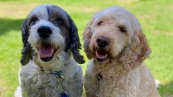 Two dogs