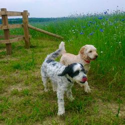 Two dogs