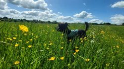 Dog in a field of buttercups