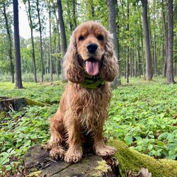 Dog on a tree stump in the woods