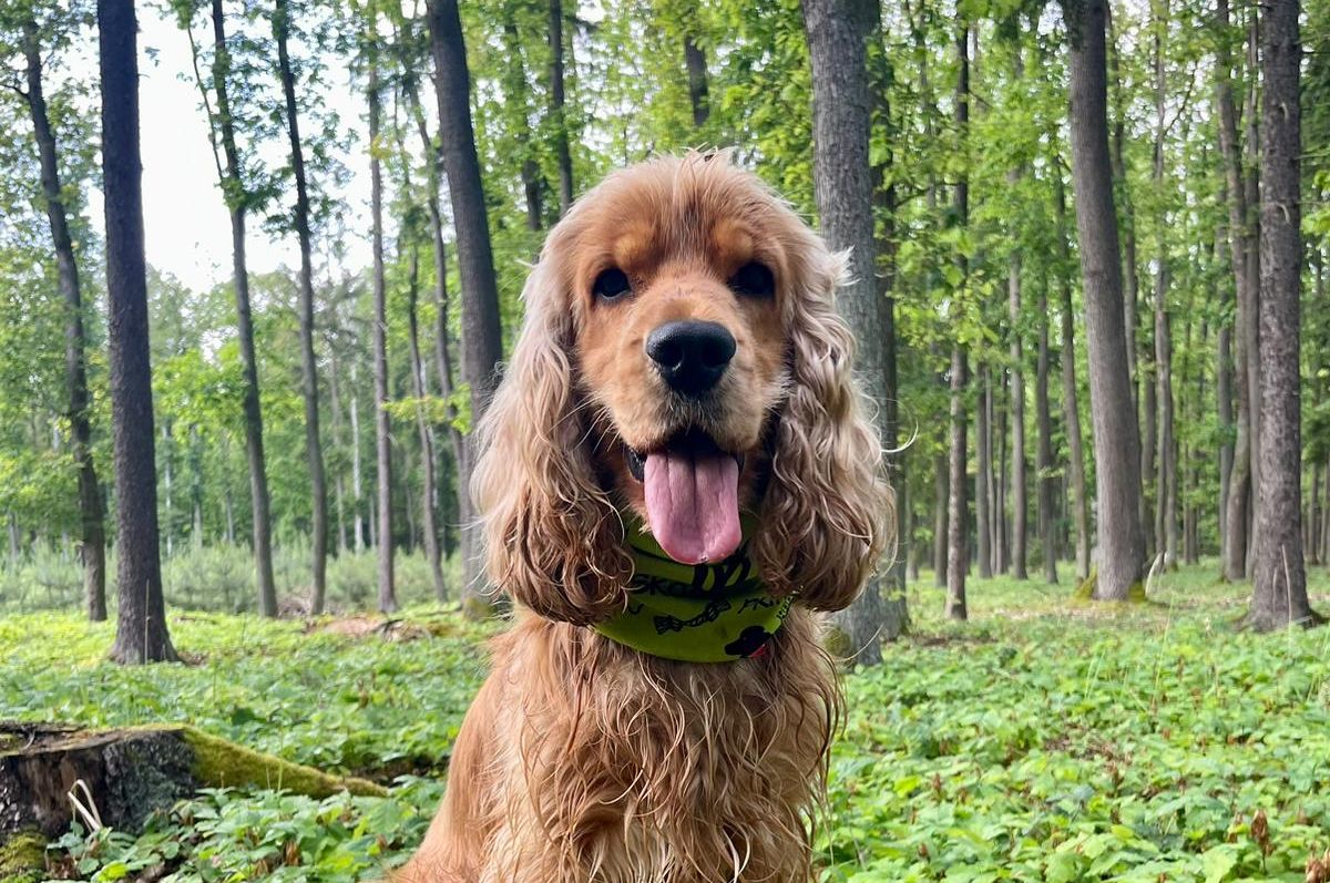 Dog on a tree stump in the woods