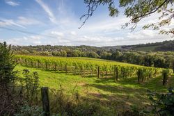 Woodchester Winery vineyards