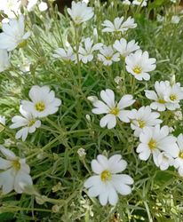 Culls Cottage, tranquil white garden