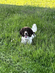 Dogs welcome at Culls Cottage