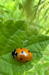 Ladybird