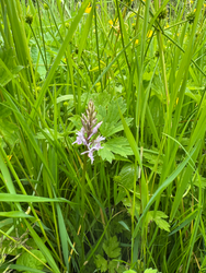 Our meadow orchid