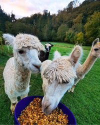 Three alpacas gather around a large purple bucket filled with feed in a lush green field, with a fourth black and white alpaca standing in the background near a fence.