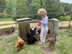 A young child with curly blonde hair, wearing a blue and white outfit, holds a small pink bucket while feeding chickens near a wooden coop in a lush, fenced farm area.