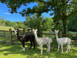 Three alpacas, one black and two white, stand in a grassy paddock under a tree, with a wooden fence and rolling green countryside in the background.