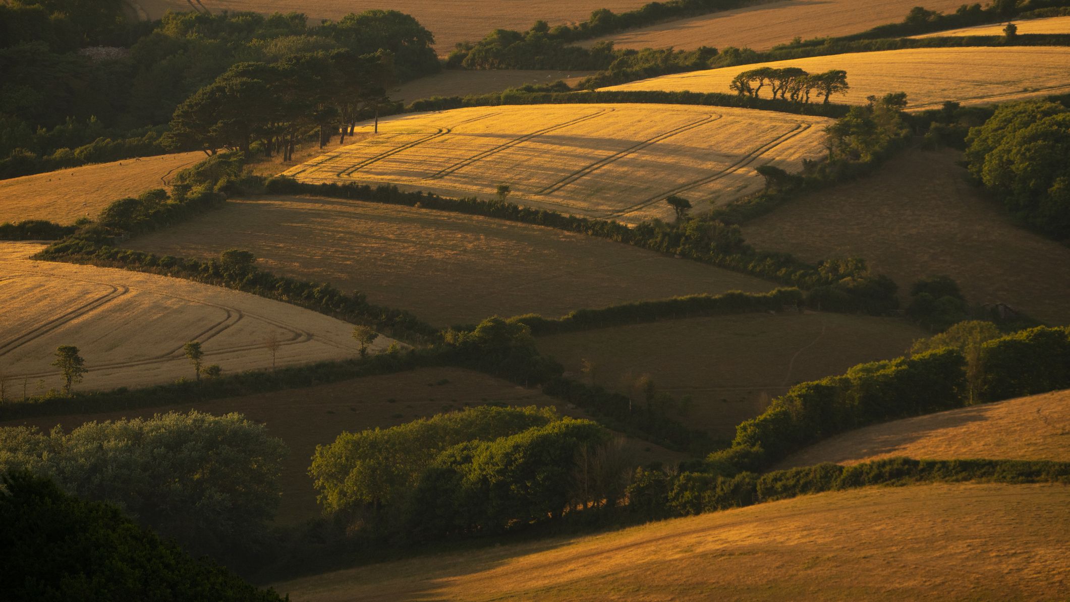 A scenic view of rolling countryside with golden fields and green hedgerows bathed in warm, late afternoon sunlight, creating a patchwork of light and shadow.