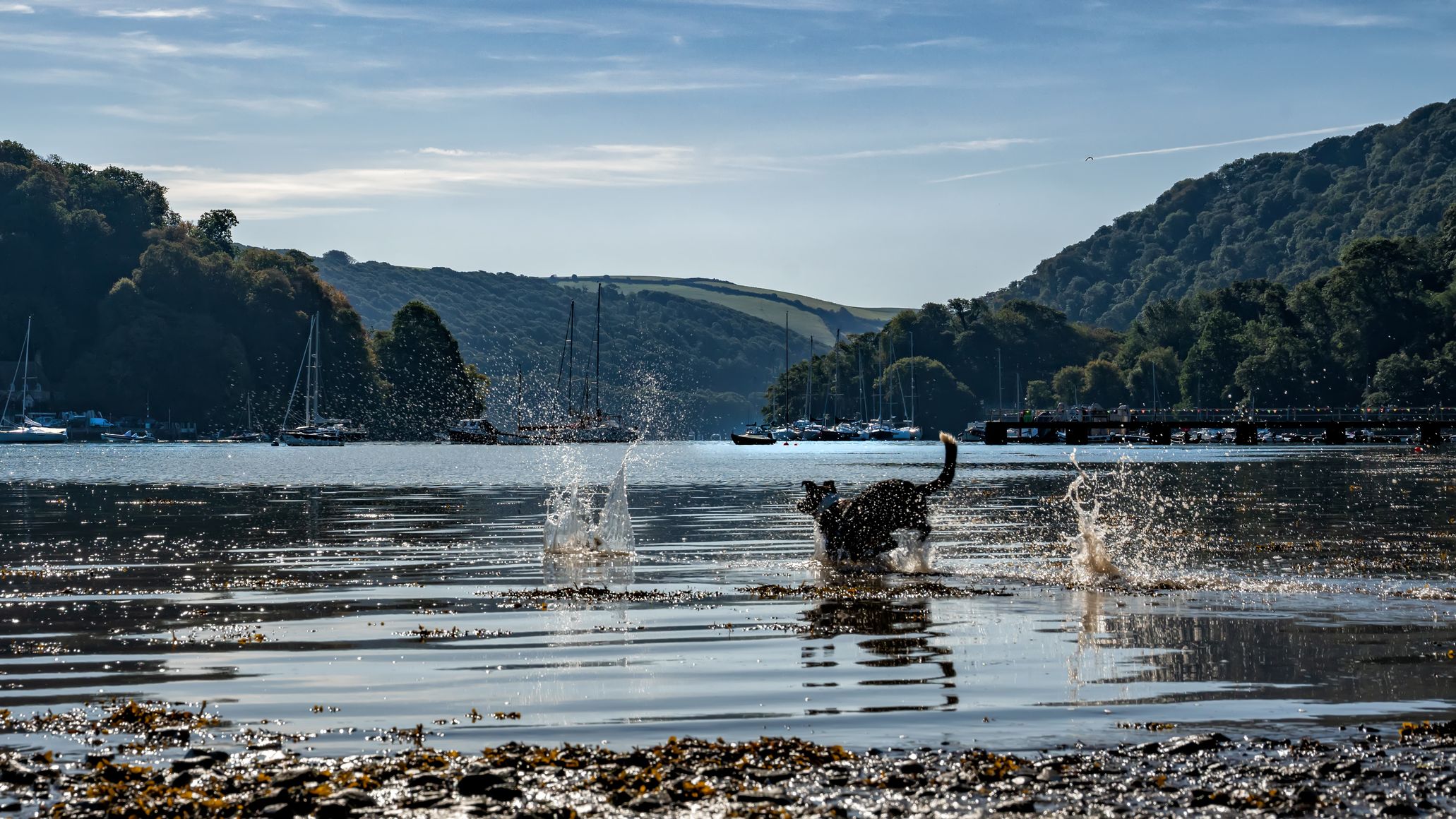 A lively black and white dog splashes through shallow water in a scenic riverside setting, with sailboats, rolling green hills, and a wooden pier in the background.