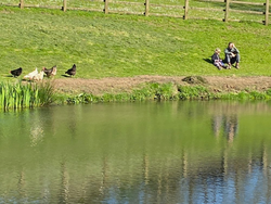 A man and young girl sit on a grassy hill by a pond, watching chickens roam nearby.