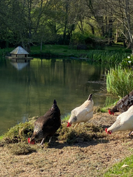 Chickens peck at the ground near a peaceful pond with a floating duck house.