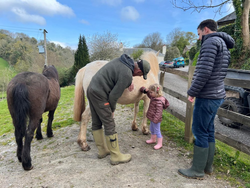 A little girl brushes a white pony with guidance from a farm worker as her father looks on.
